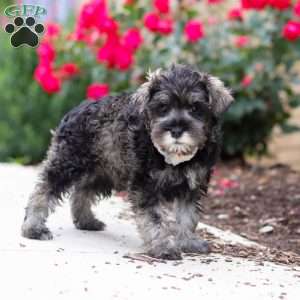 Callie, Miniature Schnauzer Puppy